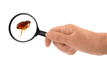 Repousser les puces naturellement Repousser les puces naturellement